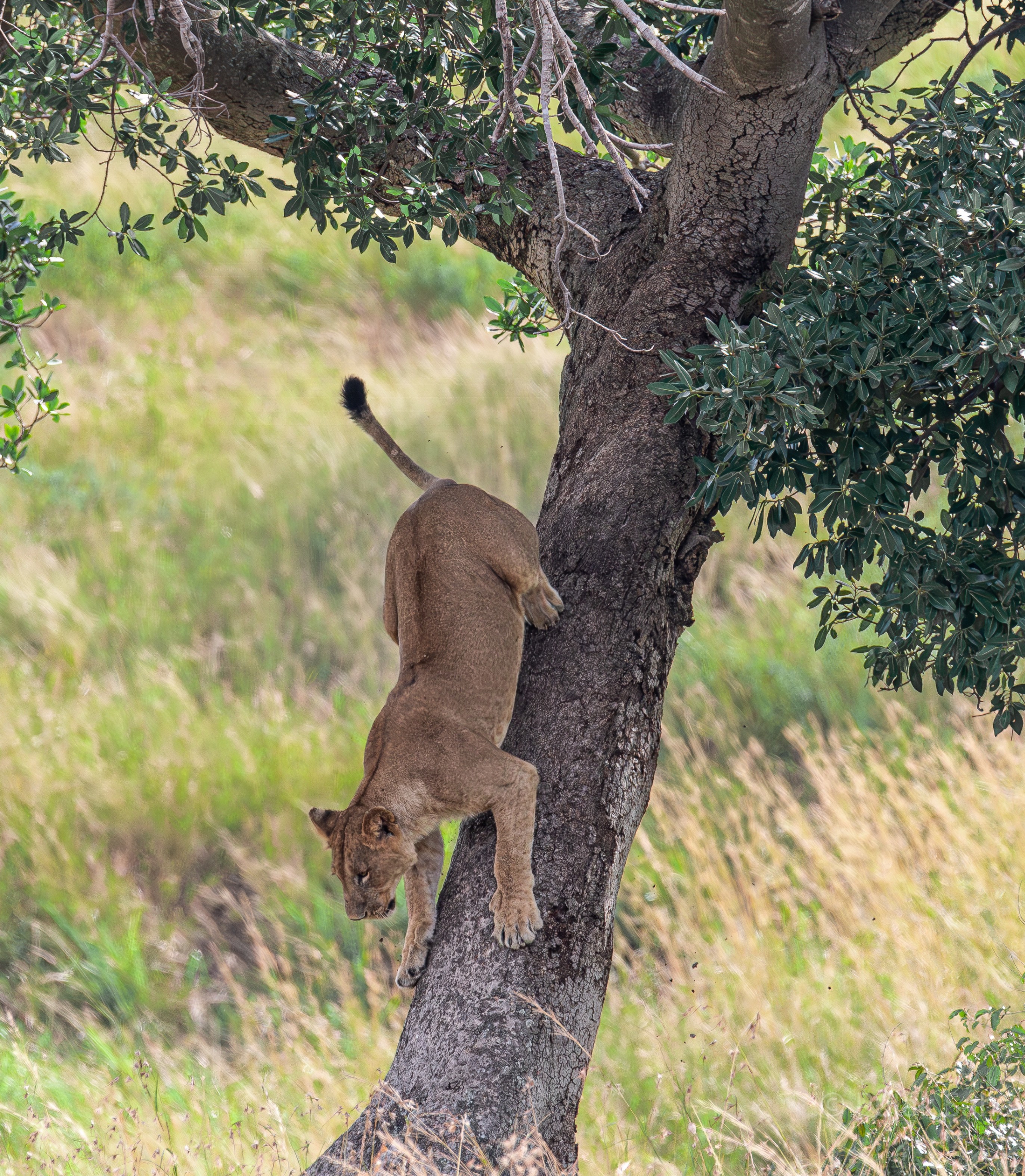Lioness climbing down tree